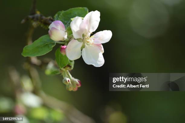 blossom of an apple tree - äppelblom bildbanksfoton och bilder