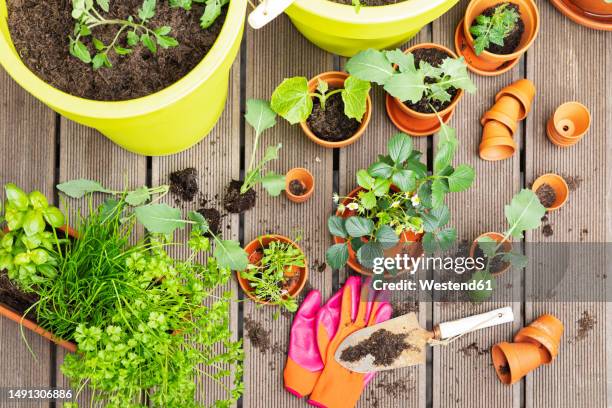 planting of various herbs and vegetables in balcony garden - trowel stock pictures, royalty-free photos & images