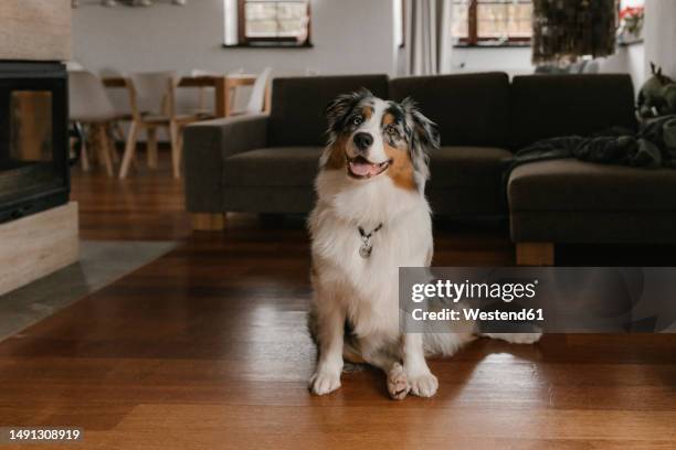 australian shepherd sitting on hardwood floor at home - australian shepherd dogs stock pictures, royalty-free photos & images