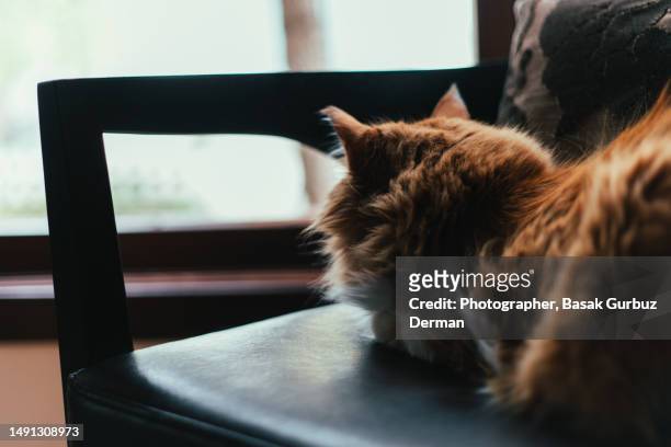 a cute orange tabby cat sitting on an armchair looking outside watching the birds from the window - windows stock pictures, royalty-free photos & images