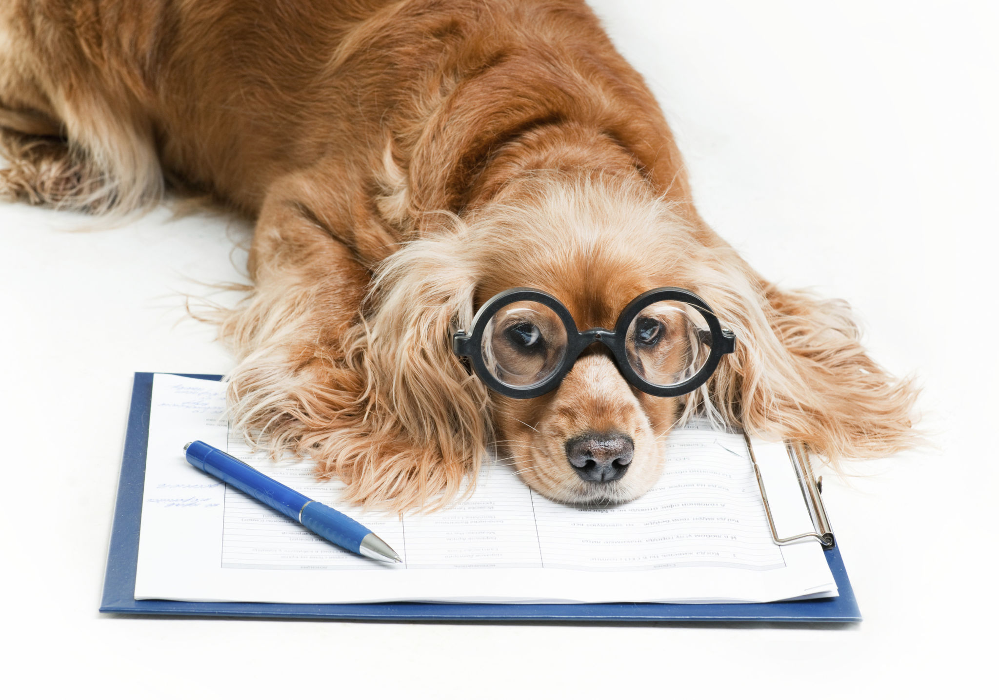 Cocker spaniel dog with a service dog certification and registration sheet Cocker spaniel dog with a service dog certification and registration sheet