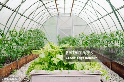 Greenhouse with growing lettuce, tomatoes and dill, no people