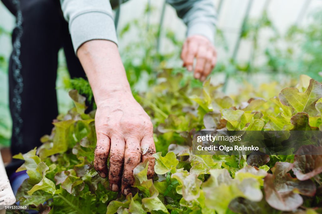 Close up dirty hands of elderly woman picking up green organic lettuce in the garden