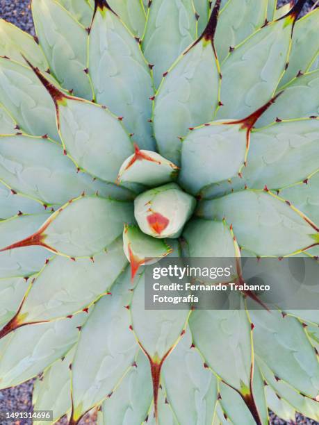 cactus background - lechuguilla cactus stock pictures, royalty-free photos & images