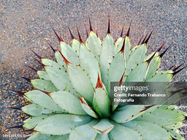 cactus on garden - lechuguilla cactus stock pictures, royalty-free photos & images