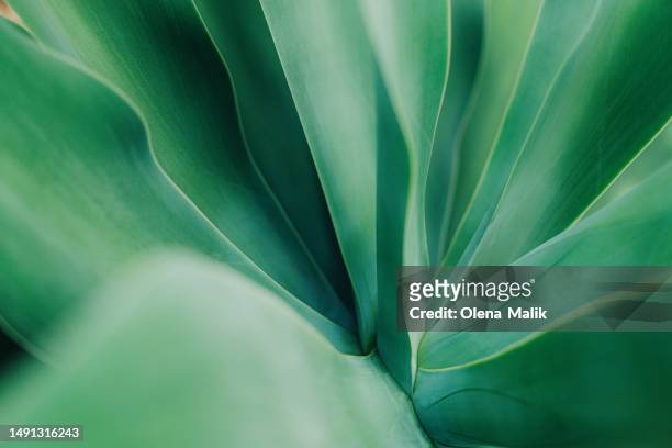 agave plant, close-up. beautiful natural background - leaf texture fotografías e imágenes de stock