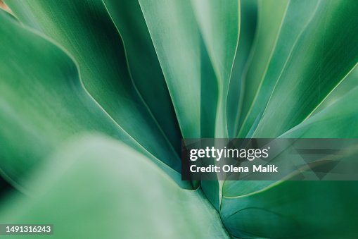 Agave plant, close-up. Beautiful natural background Agave plant, close-up. Beautiful natural background