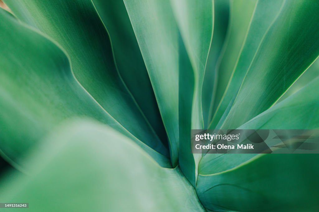 Agave plant, close-up. Beautiful natural background