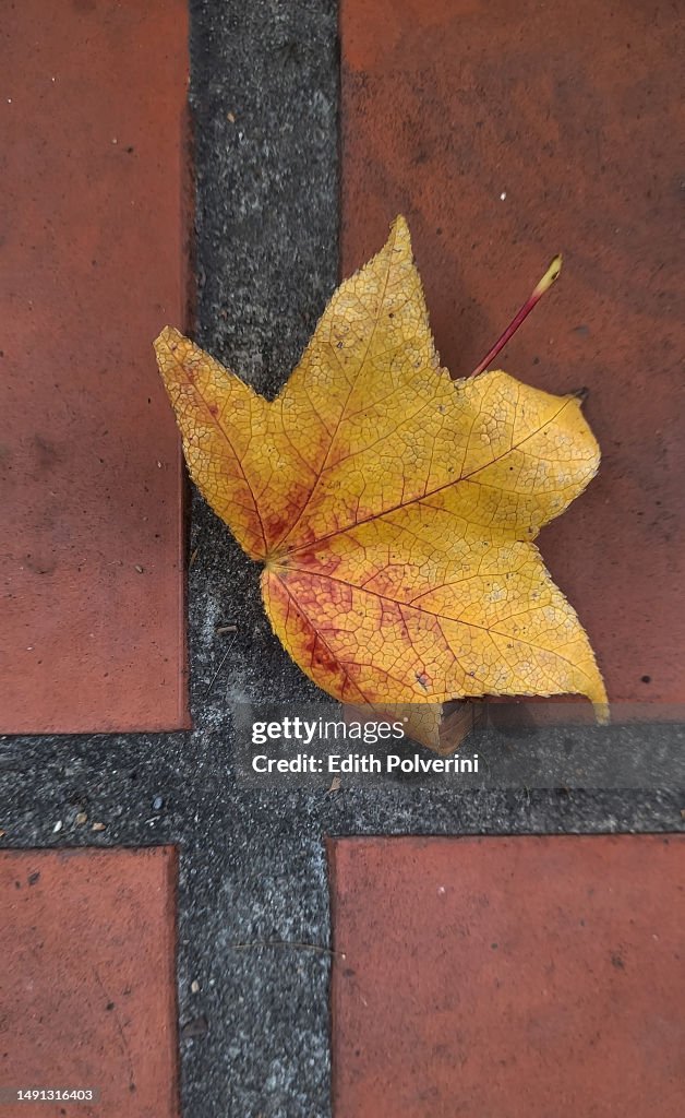 Liquidambar orientalis leaf