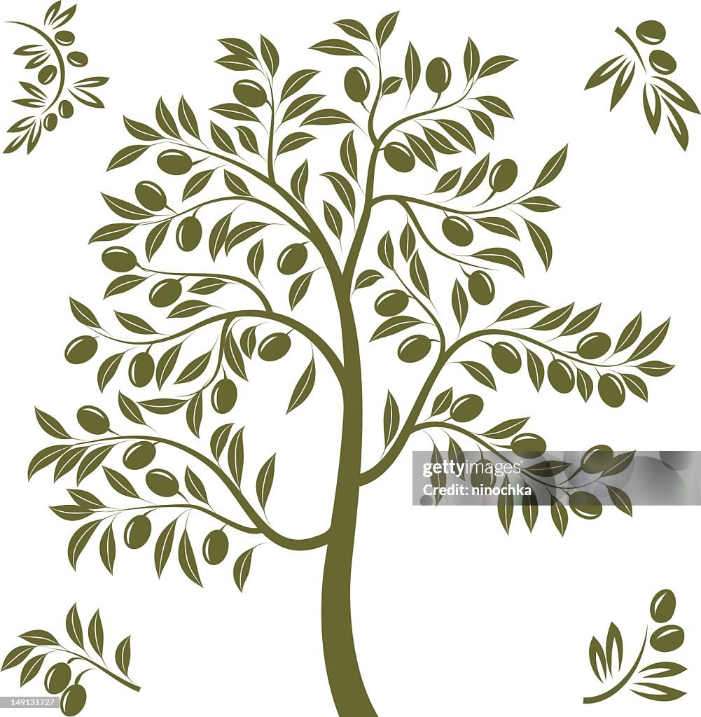 Olive tree