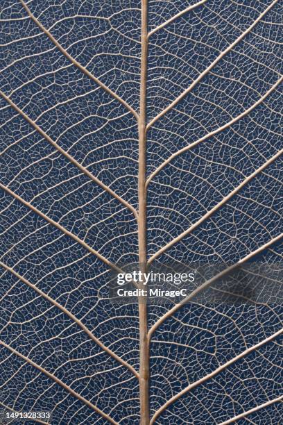 leaf veins on blue background macrophotography - dry leaf stock pictures, royalty-free photos & images