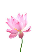 Close-up of an isolated pink bloomed lotus flower with stem