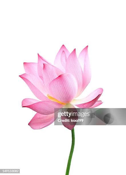 close-up of an isolated pink bloomed lotus flower with stem - lotus petal stock pictures, royalty-free photos & images