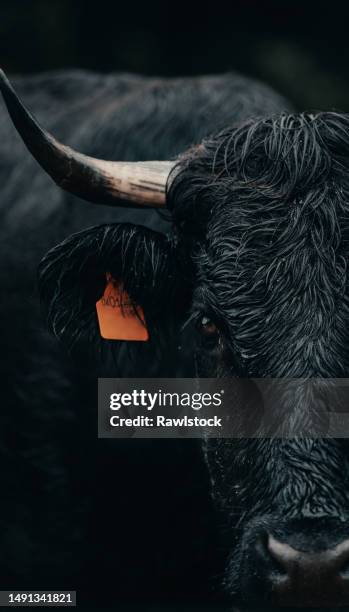 close-up portrait of a fighting bull - bull stock pictures, royalty-free photos & images