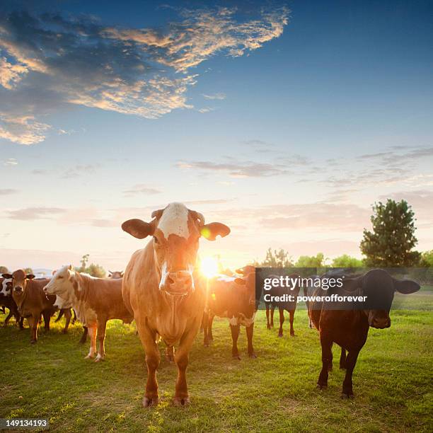 hereford cows in pasture at sunset - vee stockfoto's en -beelden