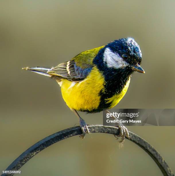 great tit bird perched yellow green feathers - kohlmeise stock-fotos und bilder