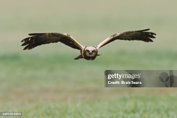 western marsh harrier in flight - bird of prey in flight stock pictures, royalty-free photos & images