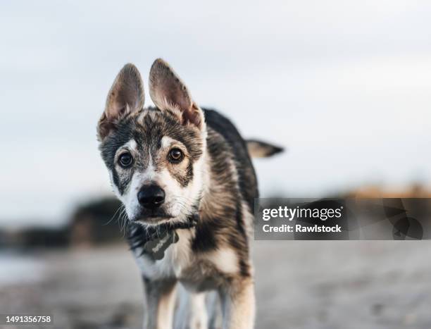 portrait of a wolf dog puppy - muzzle stock-fotos und bilder