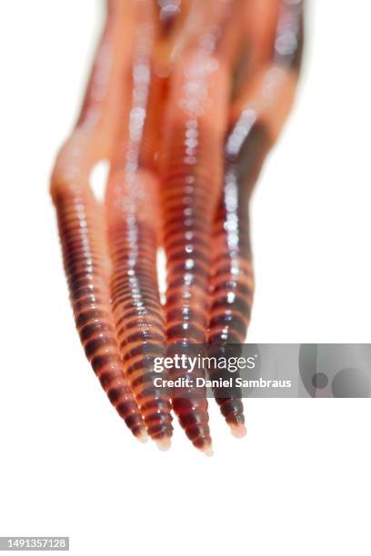 earthworms - earthworm isolated foto e immagini stock