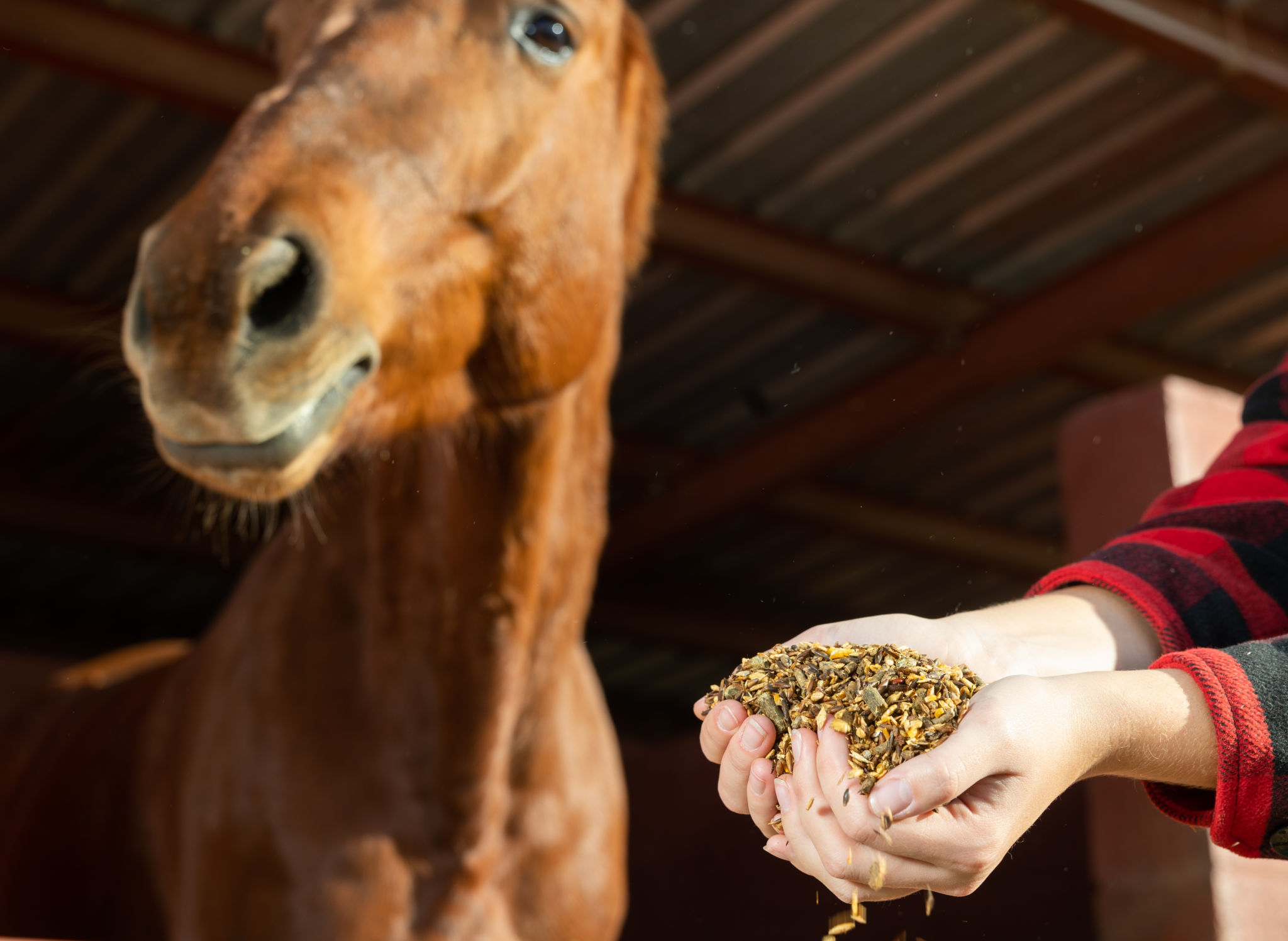 horse diet