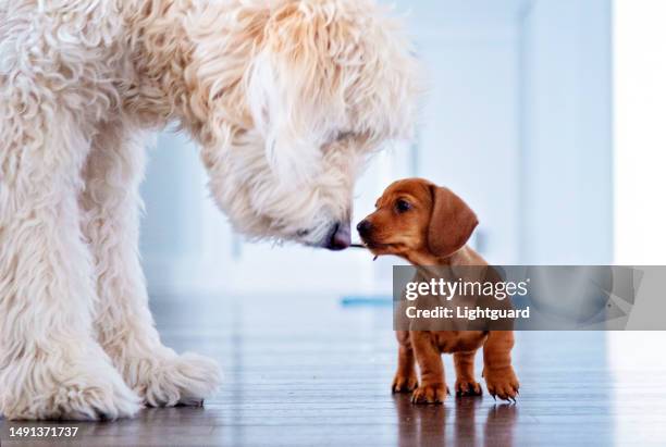 miniature dachshund meets goldendoodle - dog greeting stock pictures, royalty-free photos & images