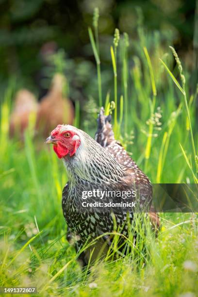 hühnchen aus freilandhaltung - freilandhuhn stock-fotos und bilder