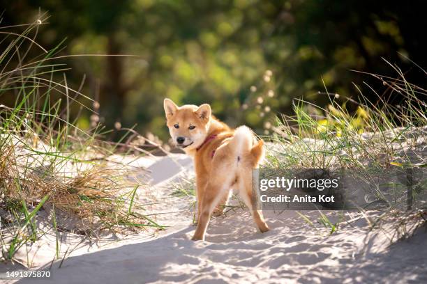 shiba inu puppy stands on dune - cute shiba inu puppies stock pictures, royalty-free photos & images