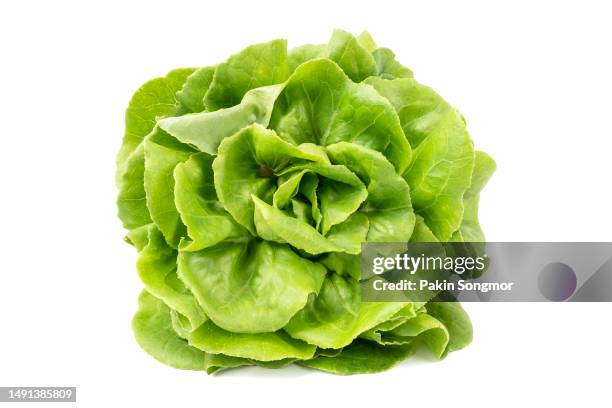 lettuce isolated on a white background, clipping path, the concept of organic vegan food has a background. - kopfsalat stock-fotos und bilder