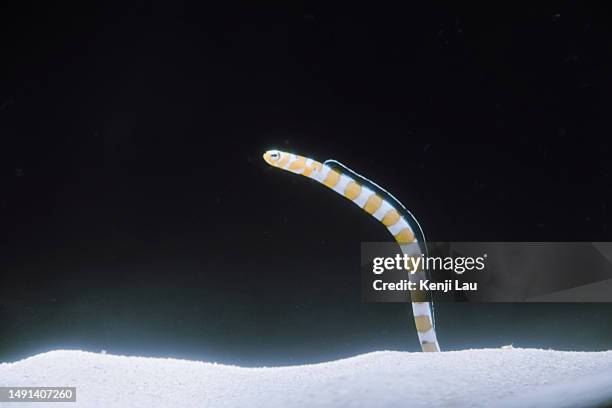 striped sea worm hiding under water. underwater sealife. - tube worm stock pictures, royalty-free photos & images