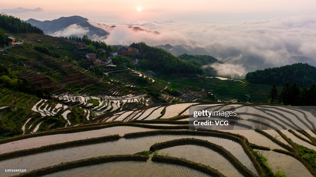 Cloud-shrouded Ziquejie Terraced Fields In Hunan