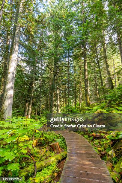 giant cedars boardwalk, british columbia, canada - carmanah walbran provincial park stockfoto's en -beelden