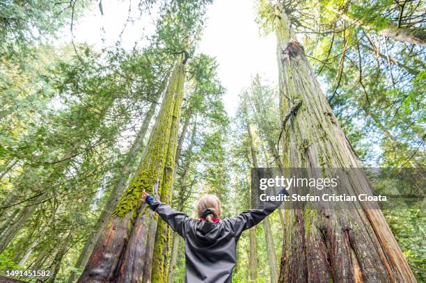 a hiker enjoying the temperate rainforest at giant cedars boardwalk, british columbia, canada - zeder stock-fotos und bilder