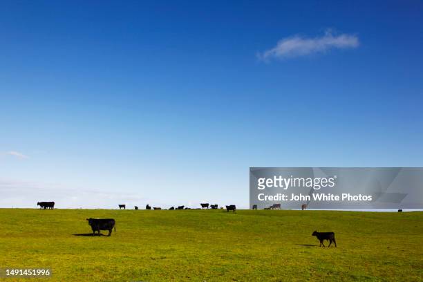 cows on a green grassy hill. the limestone coast. port mcdonnell. south east south australia. - australian economy stock pictures, royalty-free photos & images