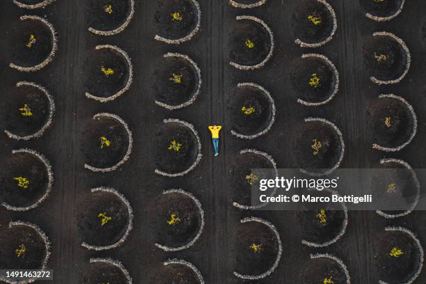 aerial view of man relaxing among the vineyards in lanzarote, spain - insel lanzarote stock-fotos und bilder