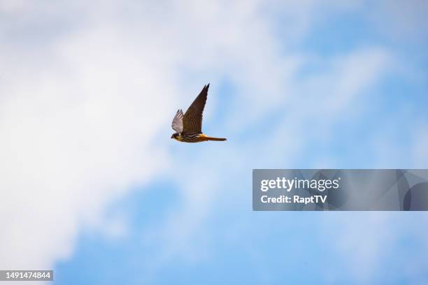 a hobby falcon flying in the clouds. - falco subbuteo stock pictures, royalty-free photos & images