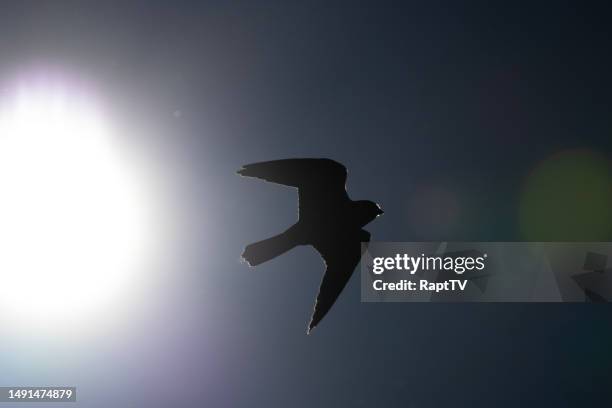 a hobby falcon flying past the sun - falco subbuteo stock pictures, royalty-free photos & images