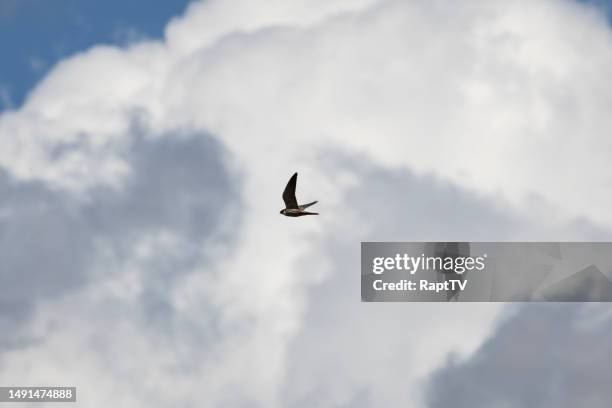 a hobby falcon flying in the dramatic clouds. - falco subbuteo stock pictures, royalty-free photos & images