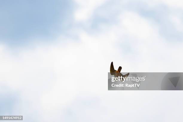 a hobby falcon diving at prey. - falco subbuteo stock pictures, royalty-free photos & images