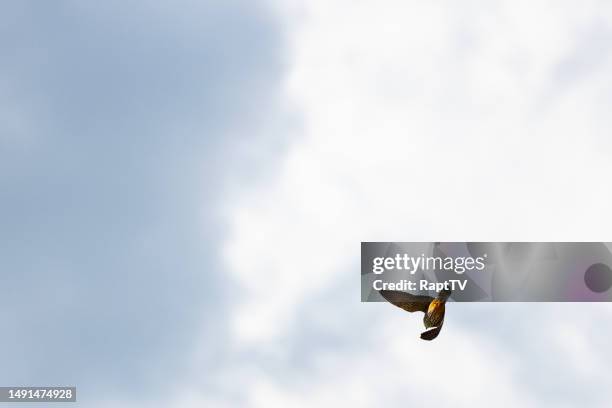 a hobby falcon swooping down to it's prey. - falco subbuteo stock pictures, royalty-free photos & images