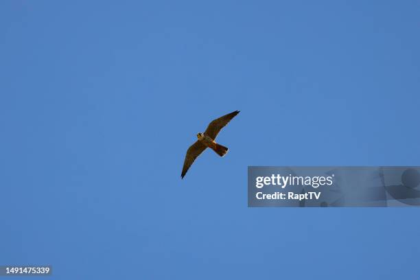 a hobby falcon hunting against a blue sky. - falco subbuteo stock pictures, royalty-free photos & images