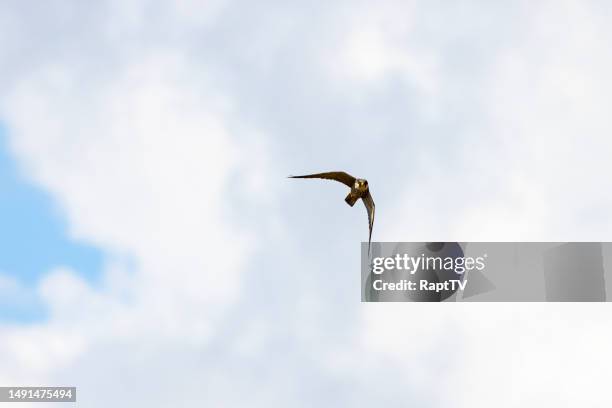 a hobby falcon hunting in a dramatic sky. - falco subbuteo stock pictures, royalty-free photos & images
