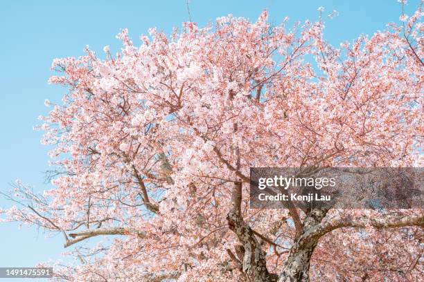portrait of cherry blossom tree under clear blue sky in spring. cherry blossoms in nara prefecture, japan. - cerezo fotografías e imágenes de stock