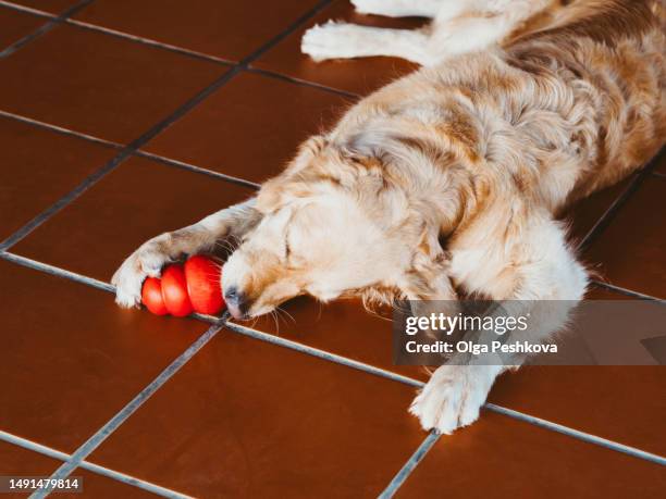 the dog eats frozen banana tongue licking a treat from a special dog toy. golden retriever holding paw red kong toy with a treat - dog's toy fotografías e imágenes de stock