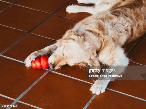 the dog eats frozen banana tongue licking a treat from a special dog toy. golden retriever holding paw red kong toy with a treat - dog licking stock pictures, royalty-free photos & images