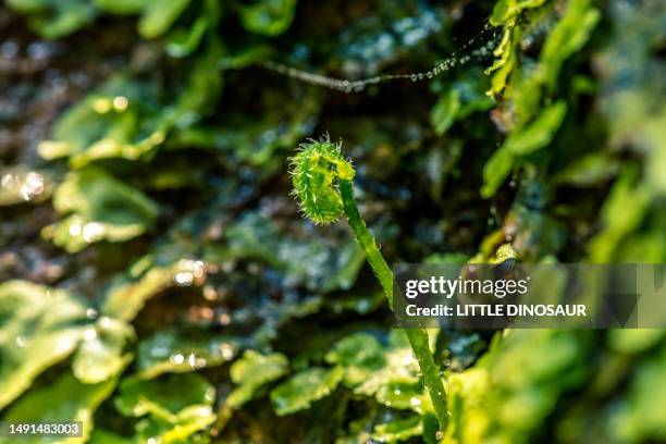 fern sprout in the morning sunlight - water whorl grass stock pictures, royalty-free photos & images