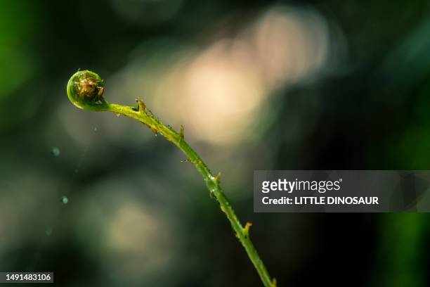 fern sprout lit by the morning sunlight - water whorl grass stock pictures, royalty-free photos & images