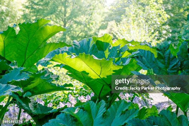 vibrant green leaves of gunnera manicata (giant rhubarb) plant, backlit  in soft summer sunshine - gunnera plant fotografías e imágenes de stock