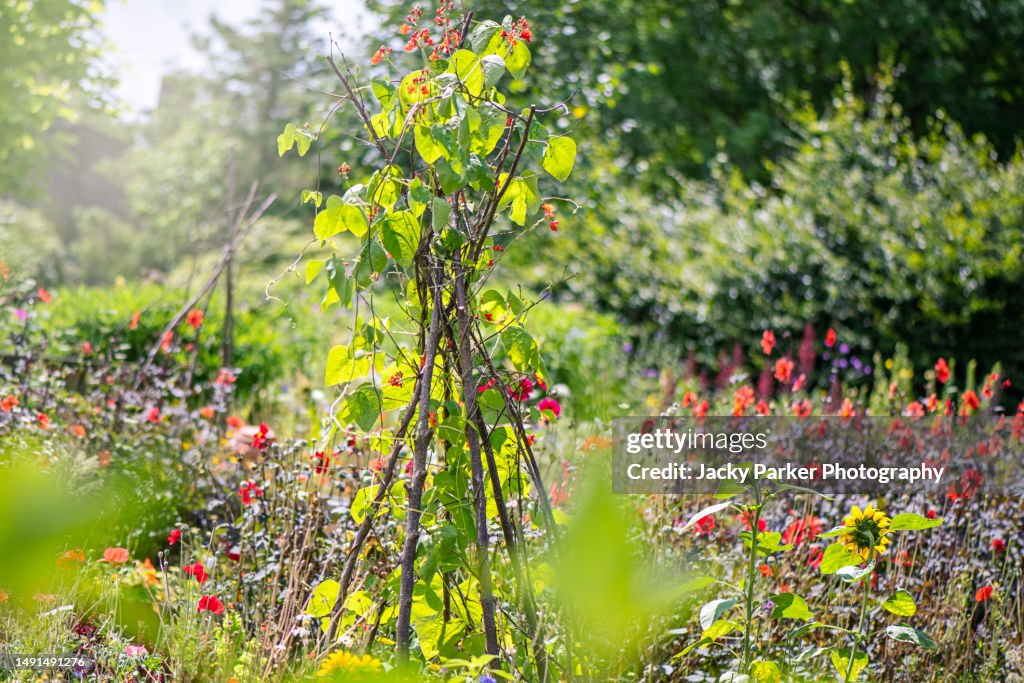 Runner beans growing in a vegetable garden on a wigwam made of wooden pea sticks