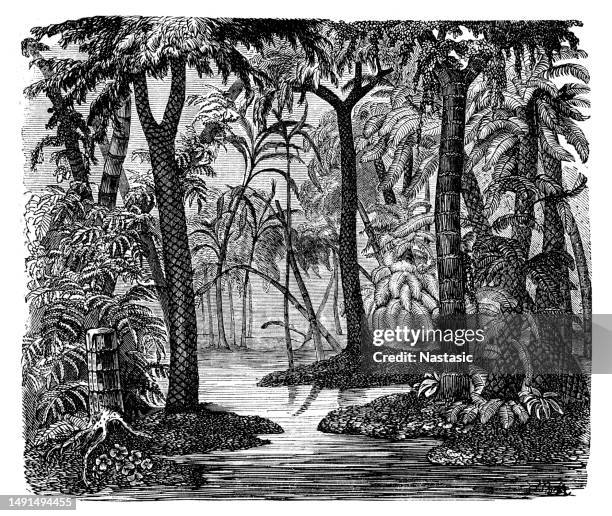 a landscape of the coal period - fern fossil stock illustrations