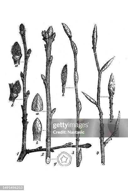 stockillustraties, clipart, cartoons en iconen met various buds - kastanjebloesem